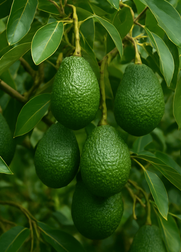 Avocados growing - quality control - OneThird