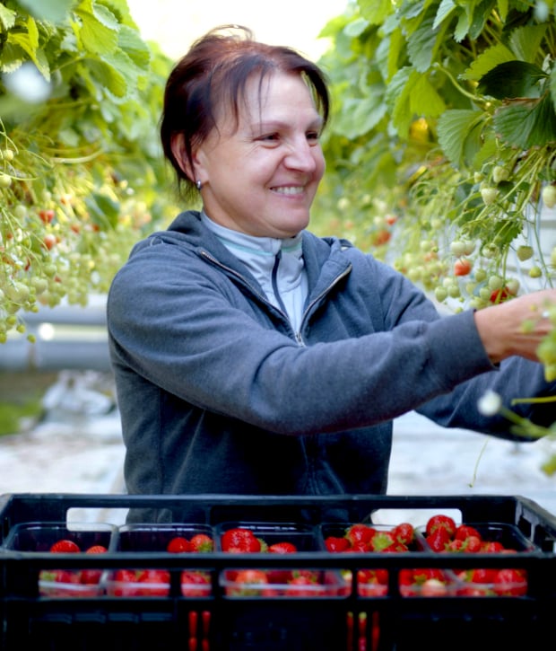 OneThird-Vrouw-plukt-aardbeien-Whobenefits