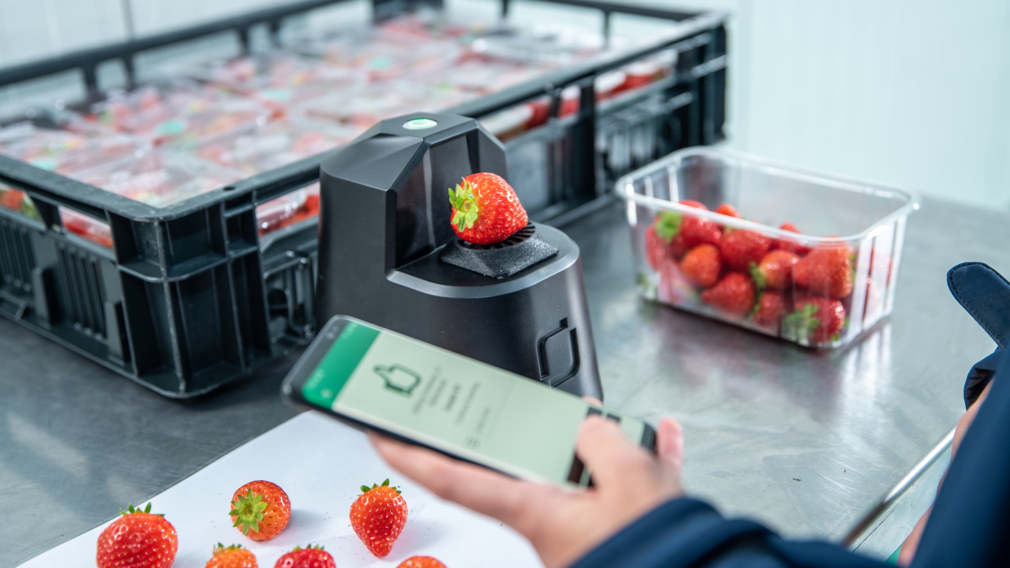 Brix assessment - strawberry - OneThird