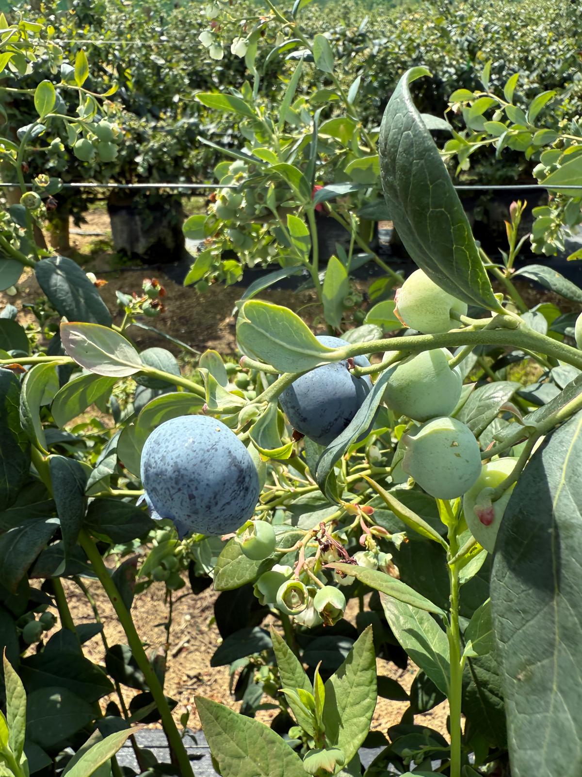 Quality Control - blueberry bush - Onethird 