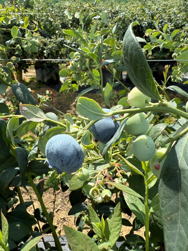 Firmness - QC blueberries - OneThird