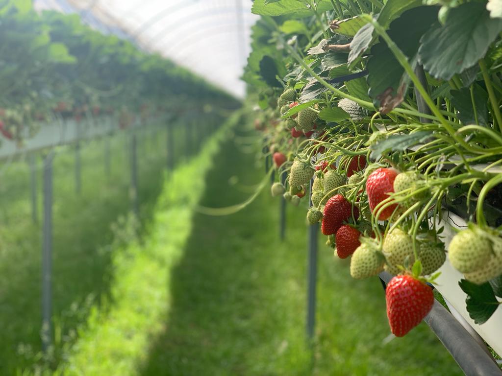 Strawberry plants - quality control - OneThird (1)