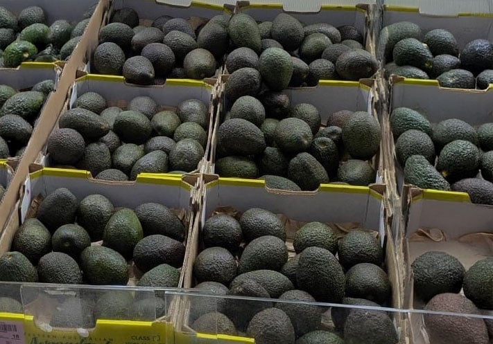 Avocado - stem-end rot - OneThird