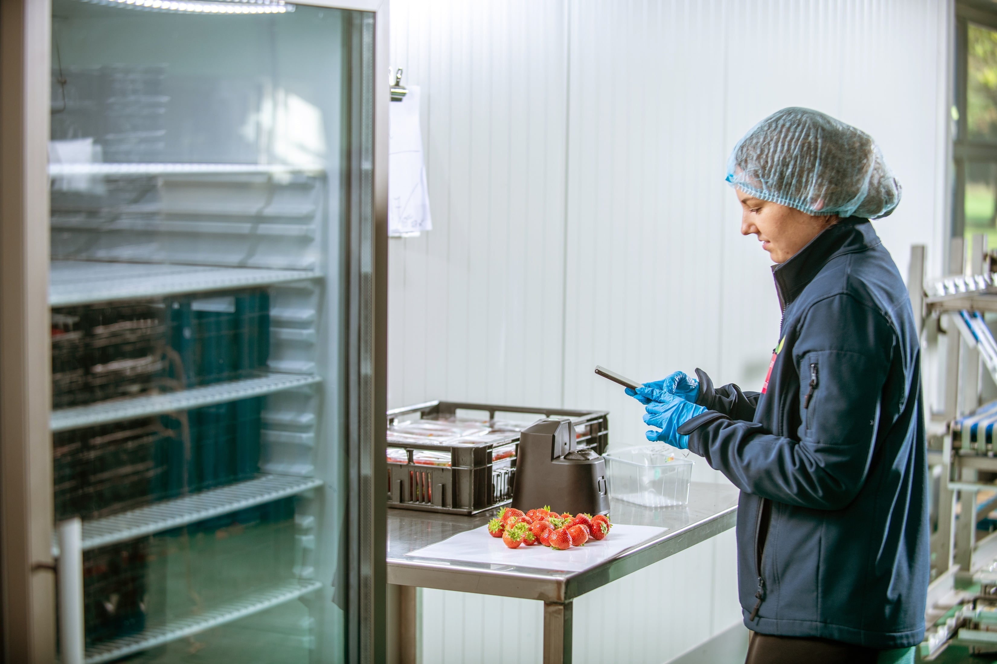 Strawberry quality assessment - strawberry