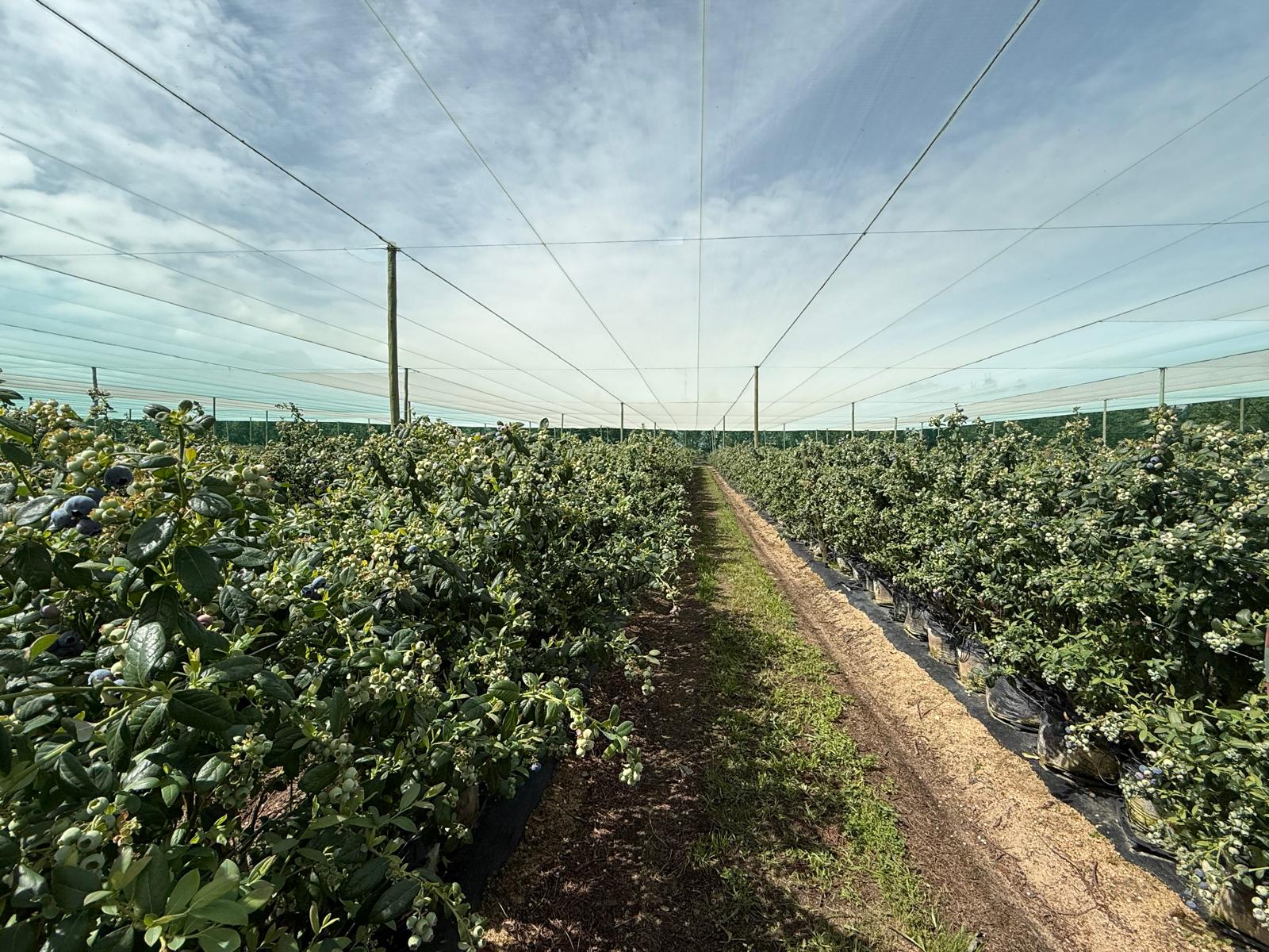Blueberry farm - OneThird