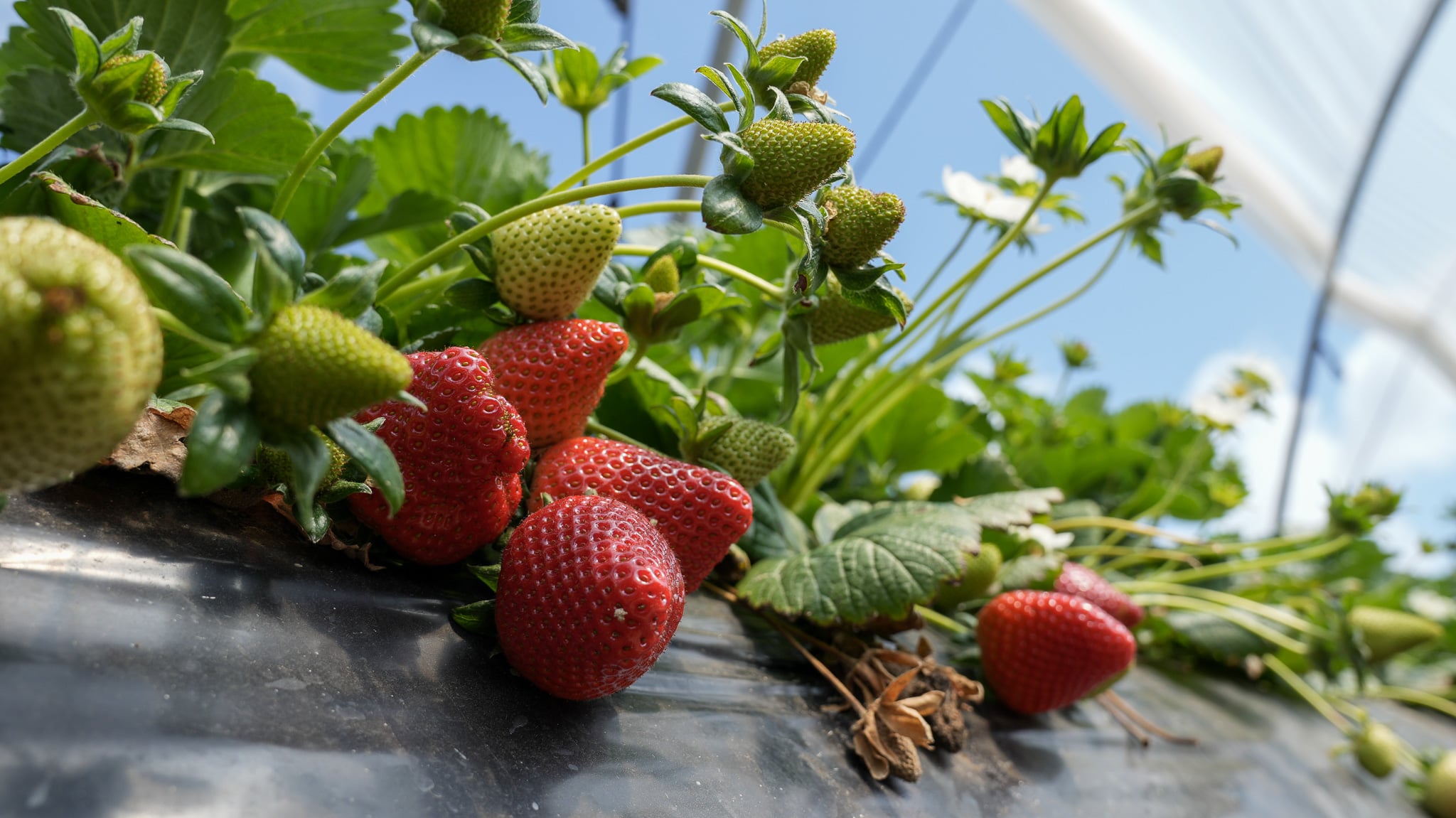 Strawberry field - OneThrid